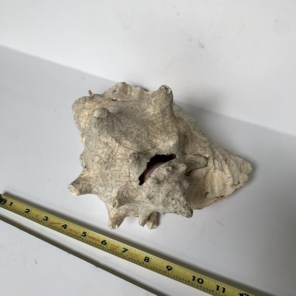 Large Conch Shell Unknown Type 9" - Picture 4 of 8
